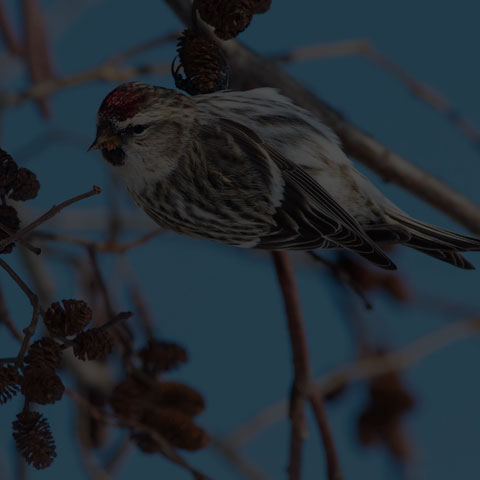 Common Redpoll