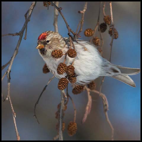 Common Redpoll