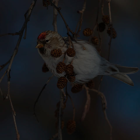 Common Redpoll