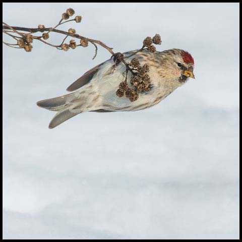 Common Redpoll