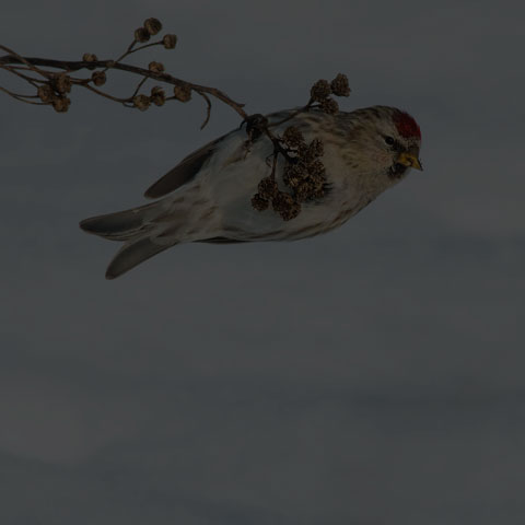 Common Redpoll