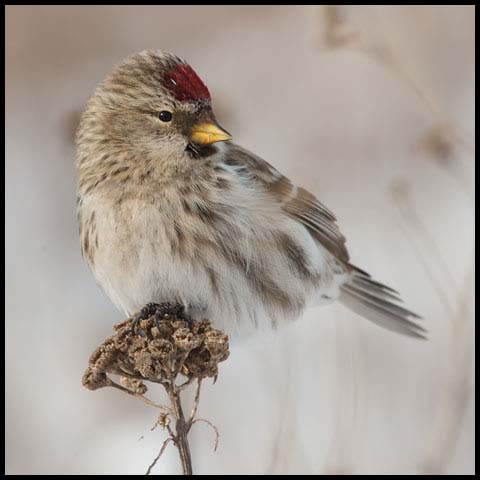 Common Redpoll