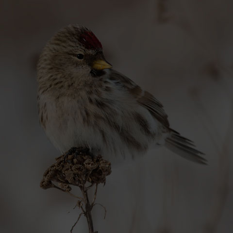 Common Redpoll