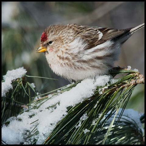 Common Redpoll