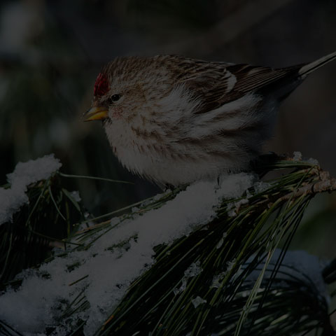 Common Redpoll