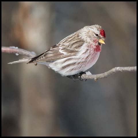 Common Redpoll