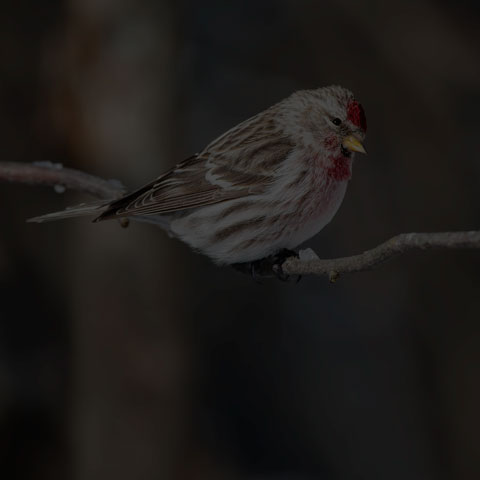 Common Redpoll