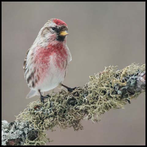 Common Redpoll