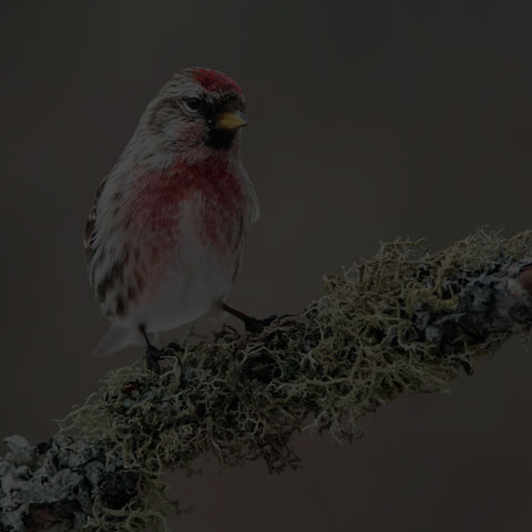 Common Redpoll