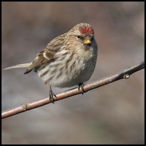 Common Redpoll