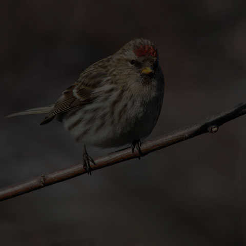 Common Redpoll