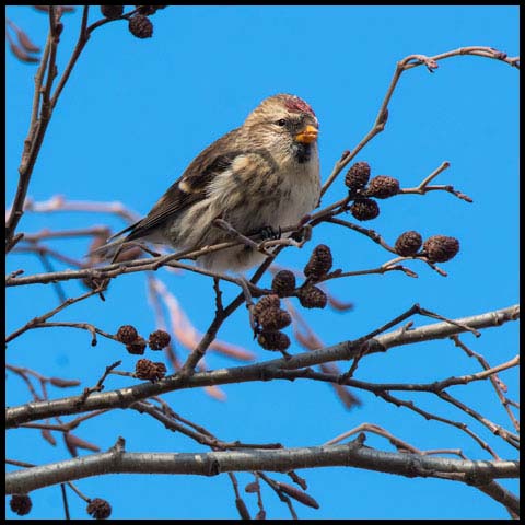 Common Redpoll