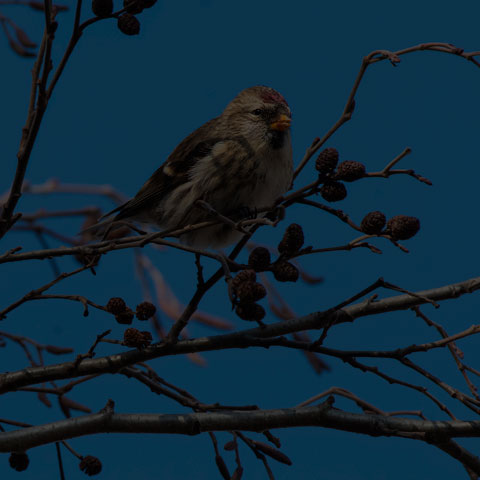 Common Redpoll