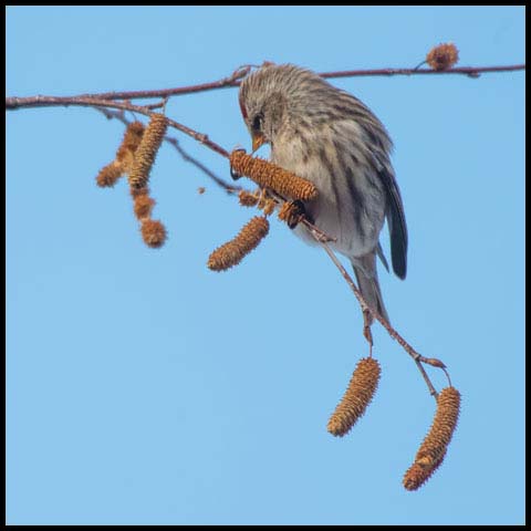 Common Redpoll