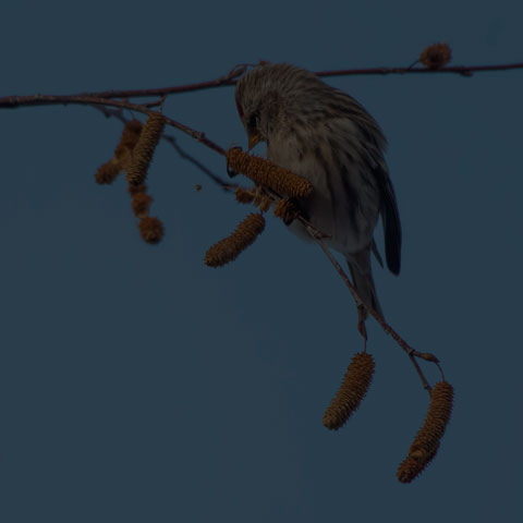 Common Redpoll