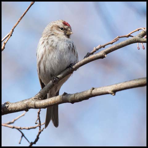 Common Redpoll