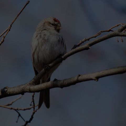 Common Redpoll