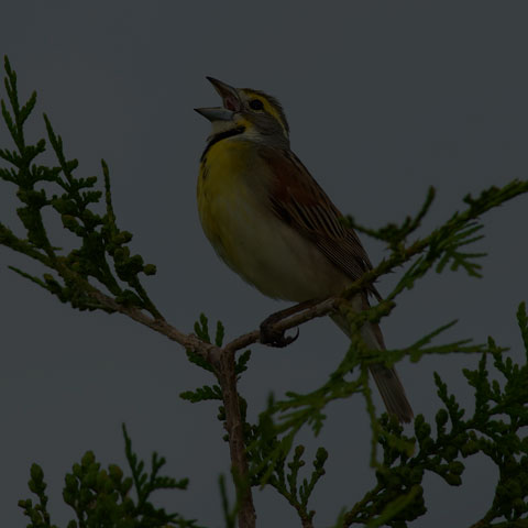 Dickcissel