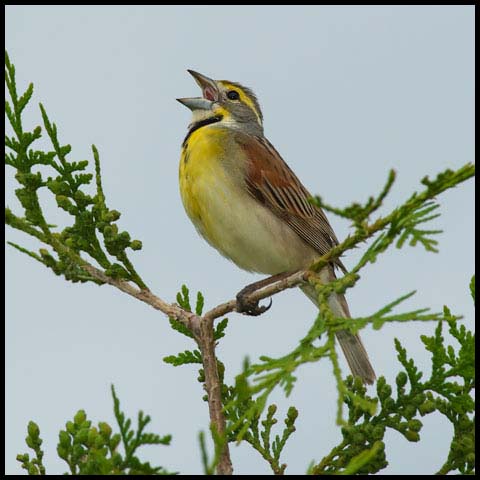 Dickcissel