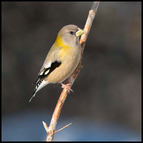 Evening Grosbeak
