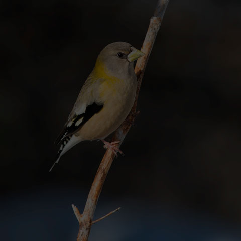 Evening Grosbeak