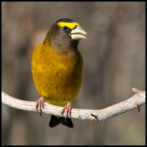 Evening Grosbeak