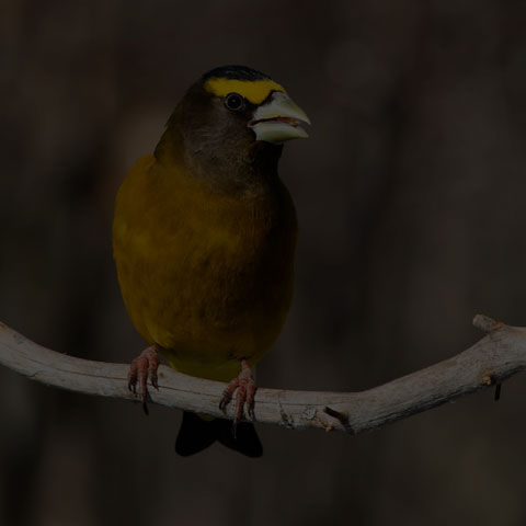 Evening Grosbeak