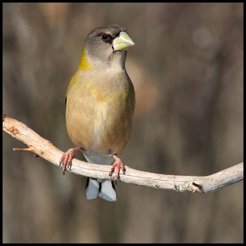 Evening Grosbeak
