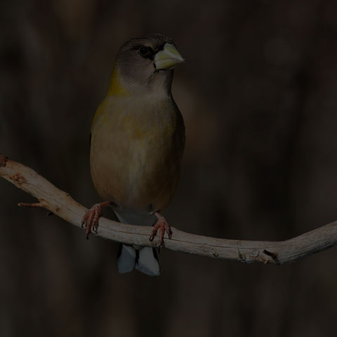 Evening Grosbeak
