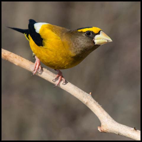 Evening Grosbeak