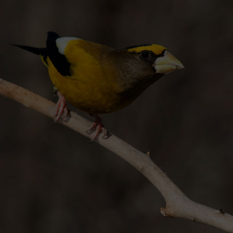 Evening Grosbeak