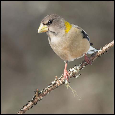 Evening Grosbeak