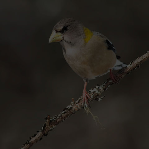 Evening Grosbeak
