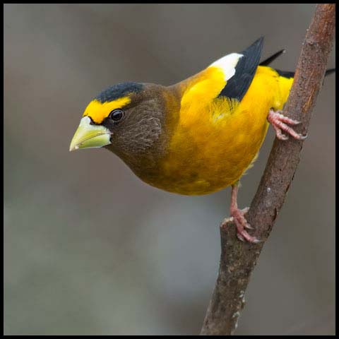 Evening Grosbeak