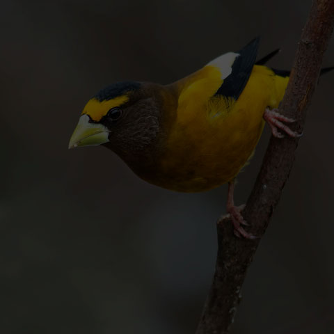 Evening Grosbeak
