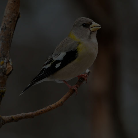 Evening Grosbeak