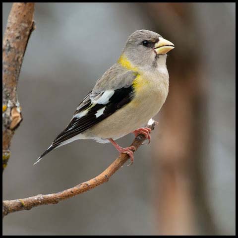 Evening Grosbeak