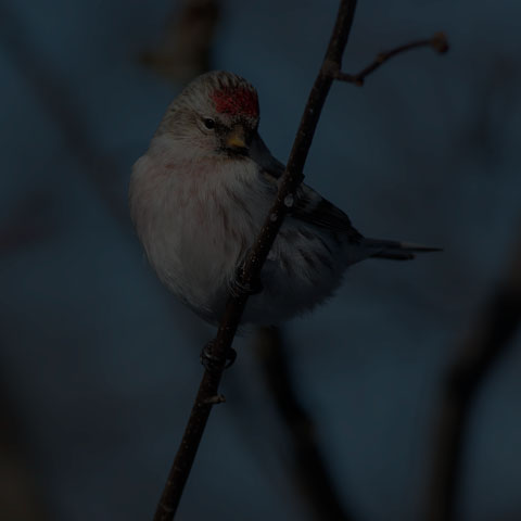 Hoary Redpoll