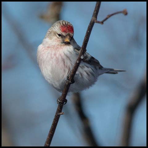 Hoary Redpoll