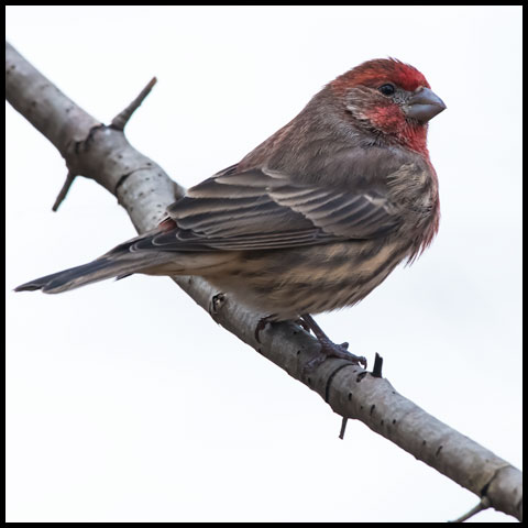House Finch