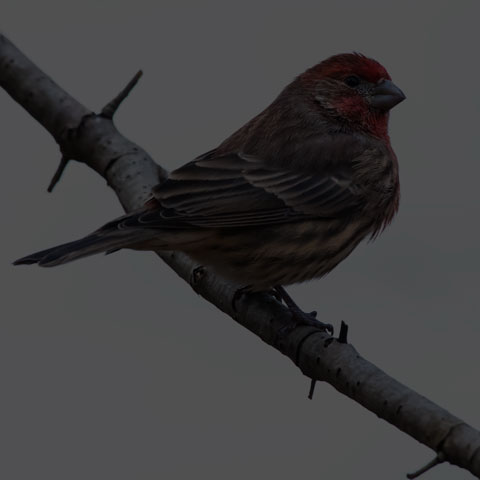House Finch
