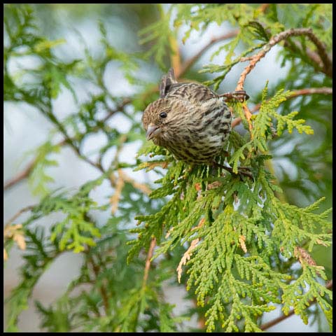 House Finch