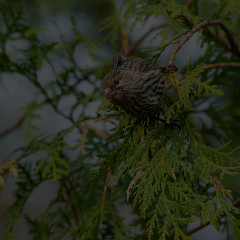 House Finch