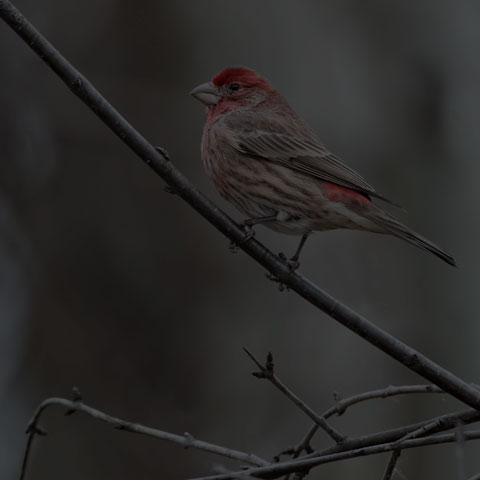 House Finch