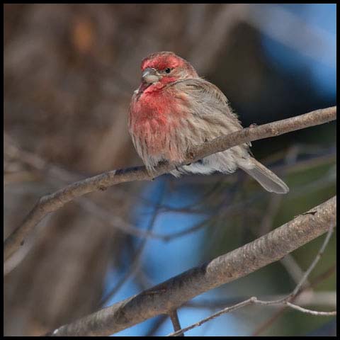 House Finch