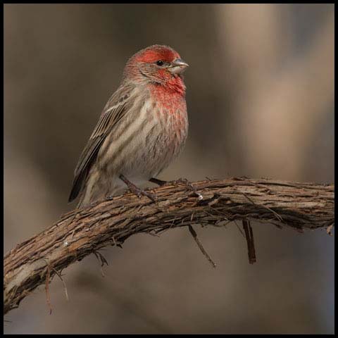 House Finch