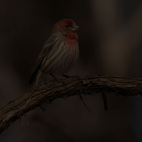 House Finch