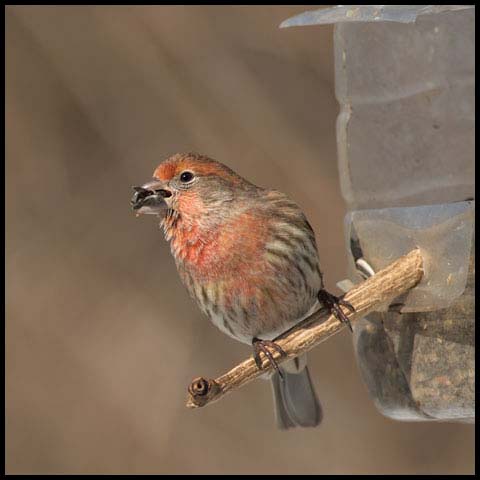 House Finch