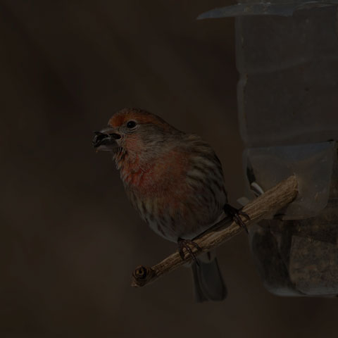 House Finch