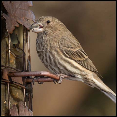 House Finch